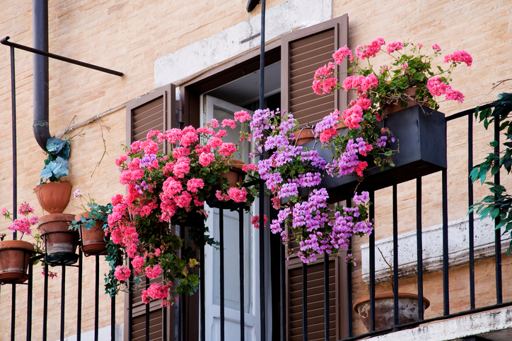 Balcone sempre fiorito: quali piante scegliere?