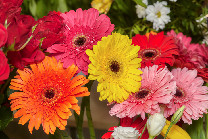 Significato dei fiori: la gerbera