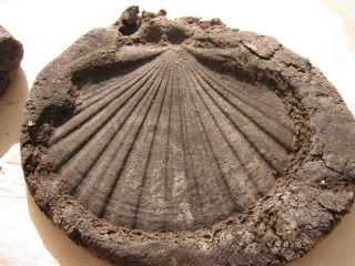 Pasta di sale finti fossili