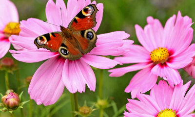 Come coltivare Cosmea