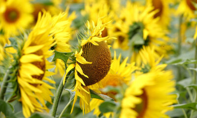 Come coltivare girasole