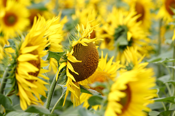Come coltivare girasole