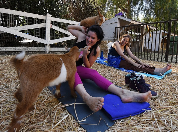 Goat yoga caprette