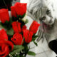 Lady Diana