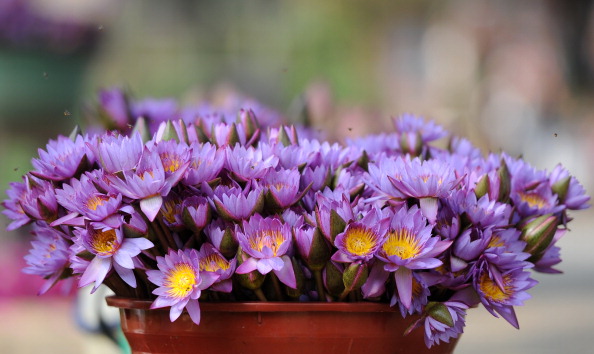 Giardinaggio d’autunno: come proteggere le piante dai primi freddi