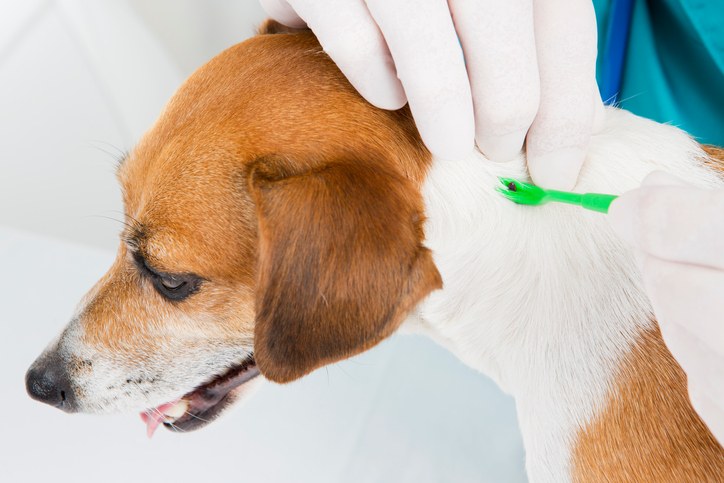 Cosa fare se il cane ha le zecche