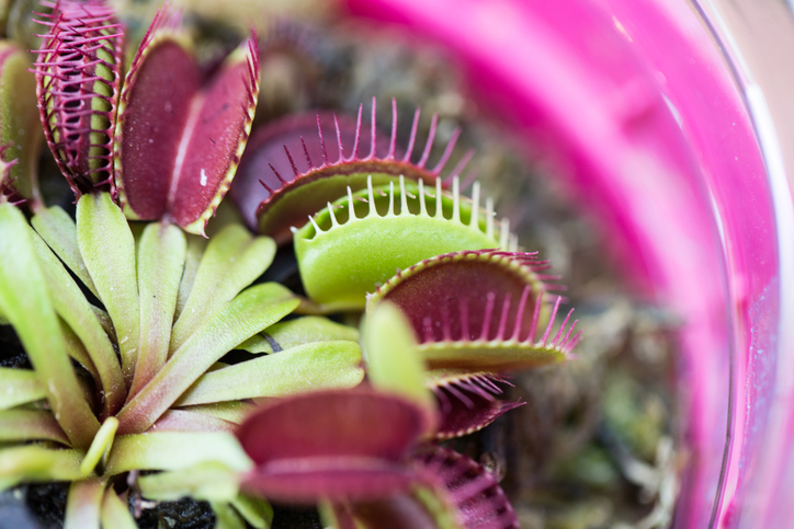 Come coltivare la dionaea muscipula o pianta carnivora