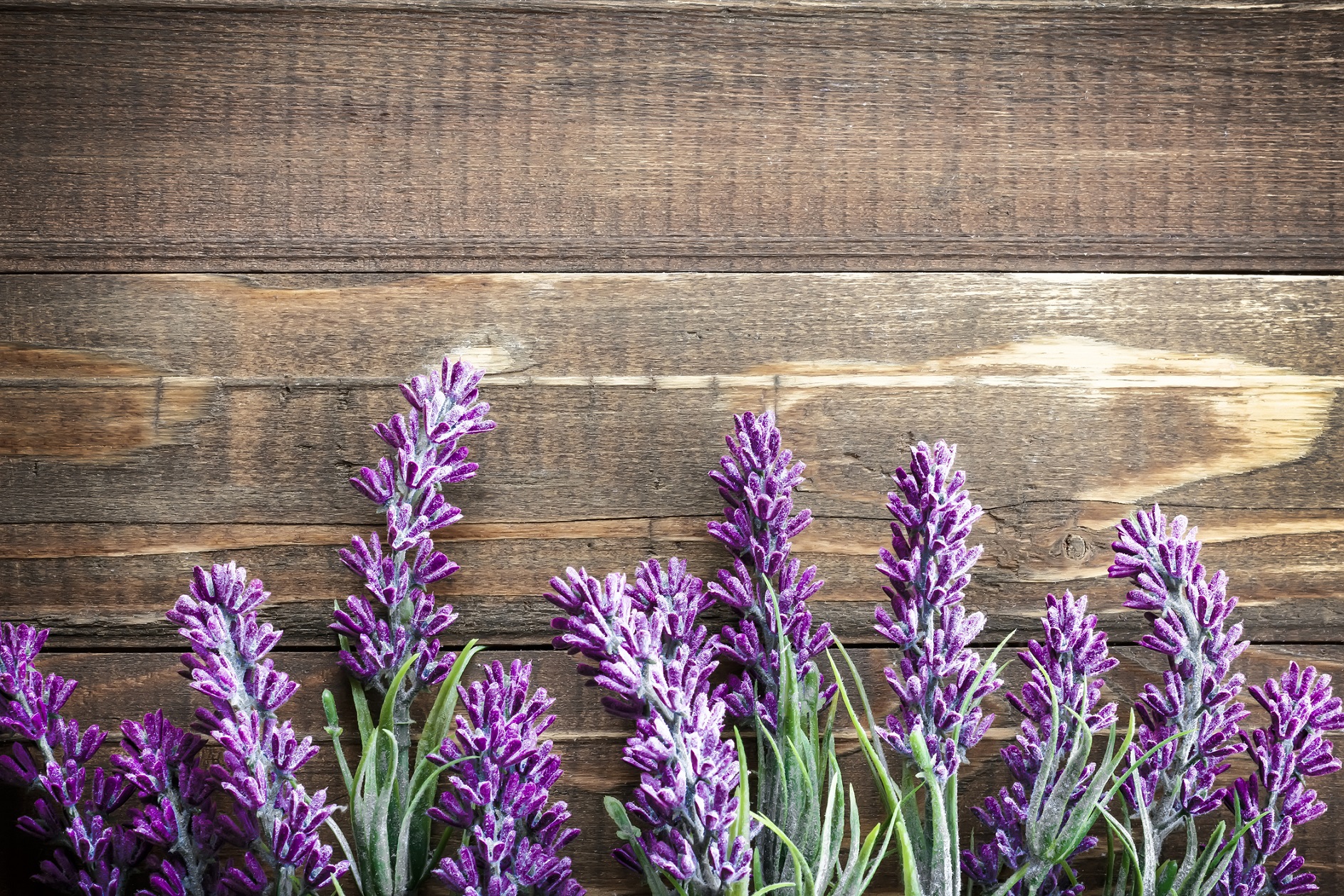 Bellezza naturale: scopri i benefici della lavanda