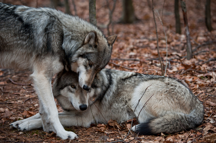 Cosa fare se incontro un lupo