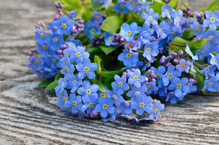 Le 5 piante da regalare per la festa dei nonni