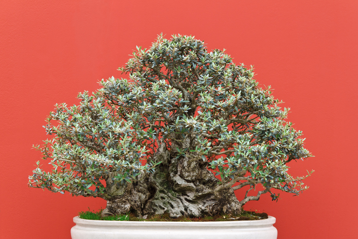 Come coltivare il bonsai d’ulivo