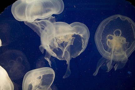 Cosa fare se ti punge una medusa