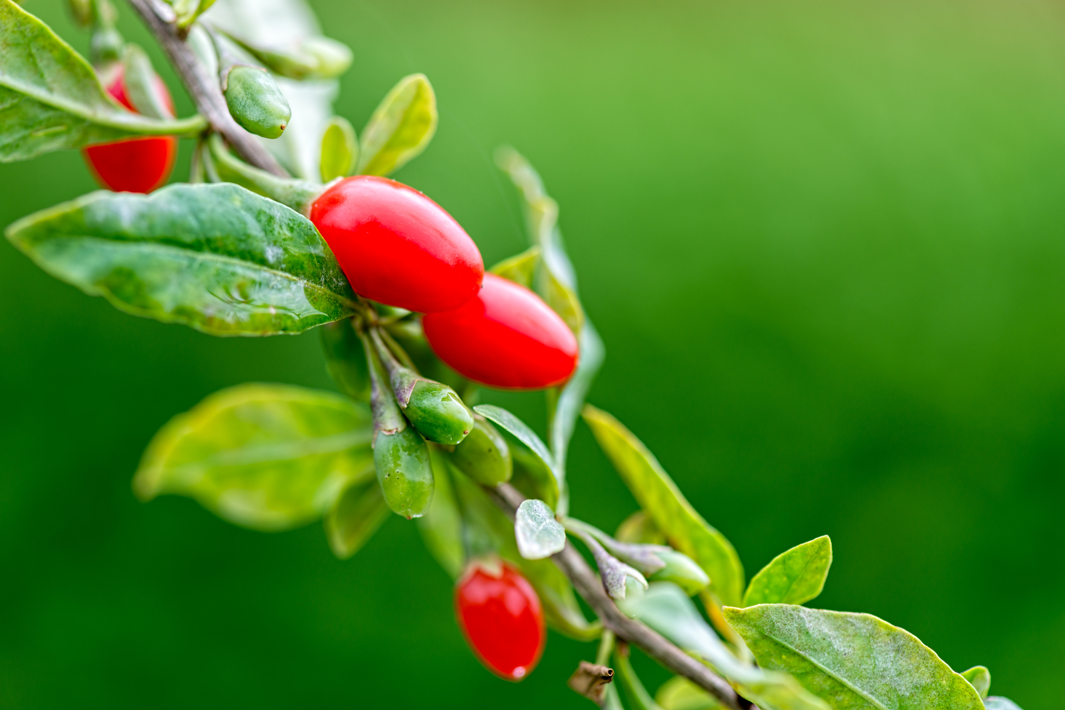 Come coltivare la pianta delle bacche di Goji in vaso