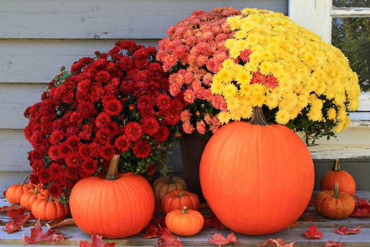 I fiori più belli da usare per il centrotavola di Halloween