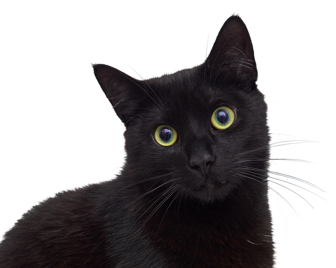 Le leggende più famose legate ai gatti neri