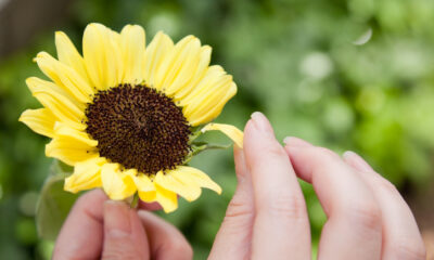 oroscopo fiori