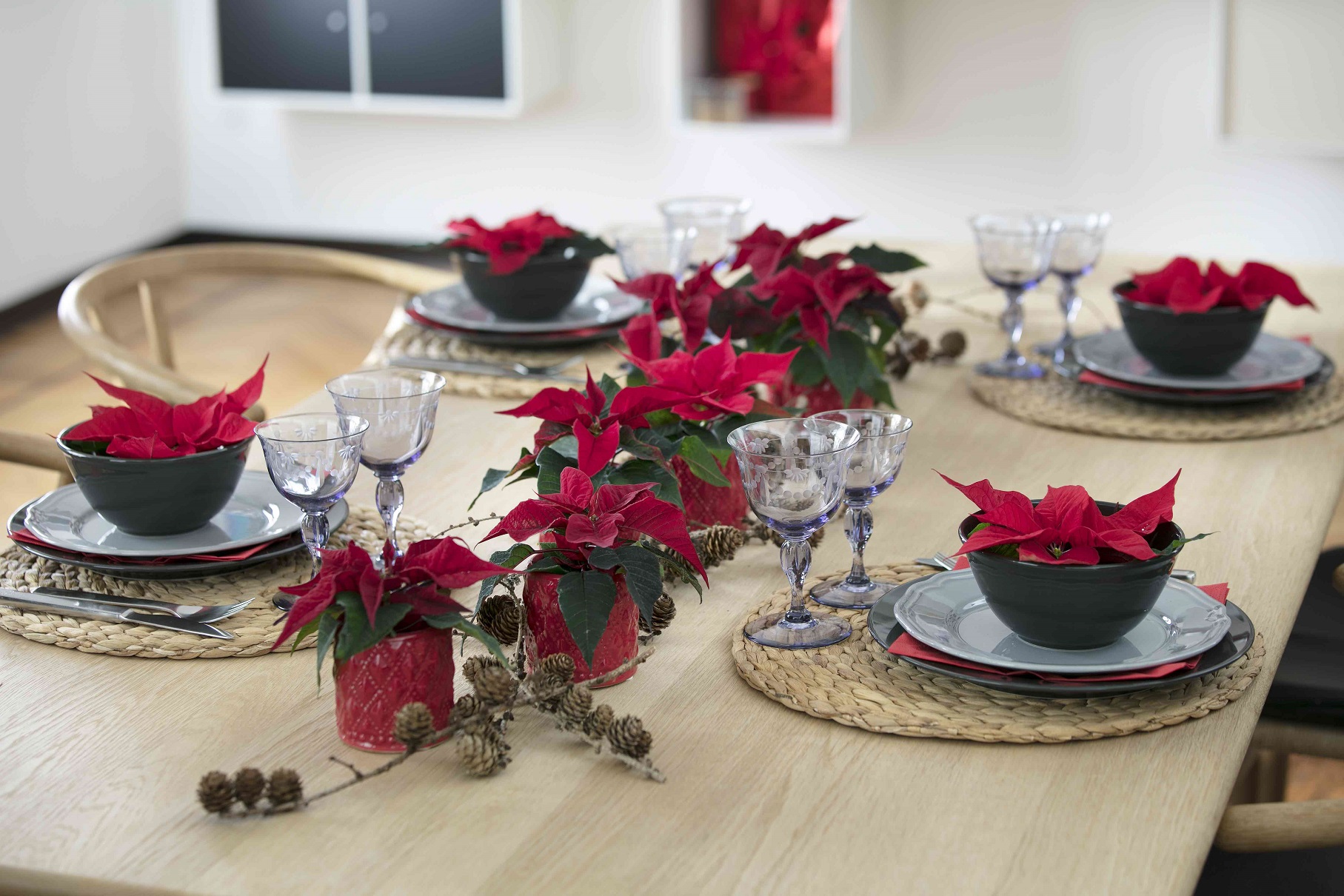 Poinsettia Day 2017: la stella di Natale per decorare casa o come idea regalo