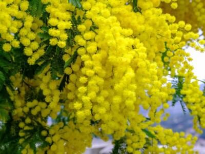 Perché la mimosa è il fiore della Festa della donna?