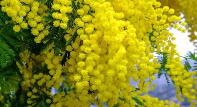 Perché la mimosa è il fiore della Festa della donna?