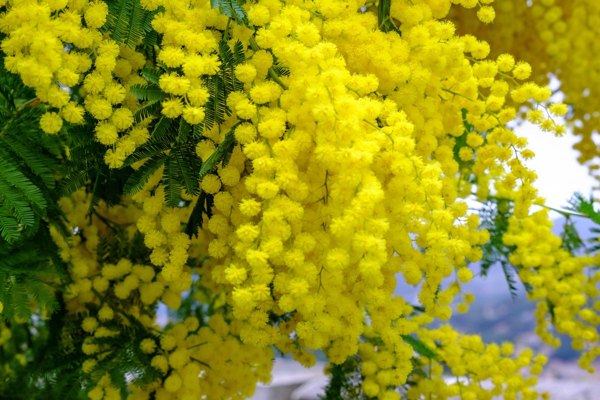 mimosa