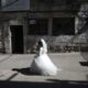 sposa bambina 11 anni iran