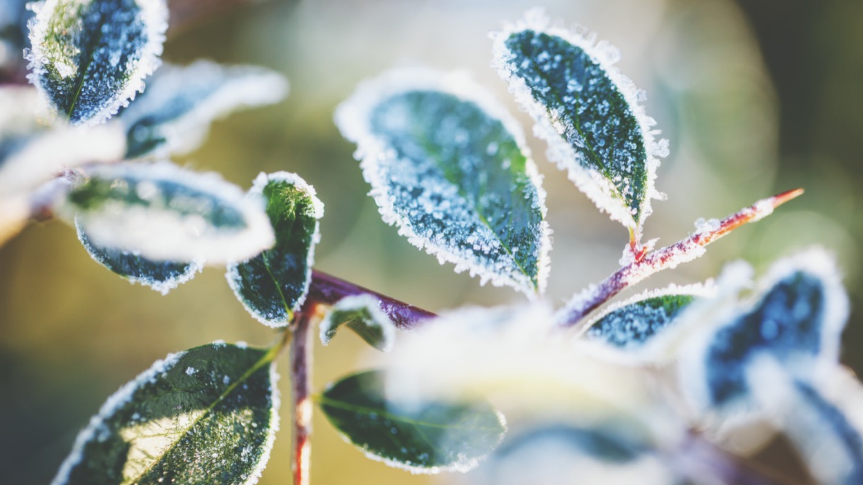 Giardinaggio: cos&#8217;è il riposo vegetativo delle piante e come curarle