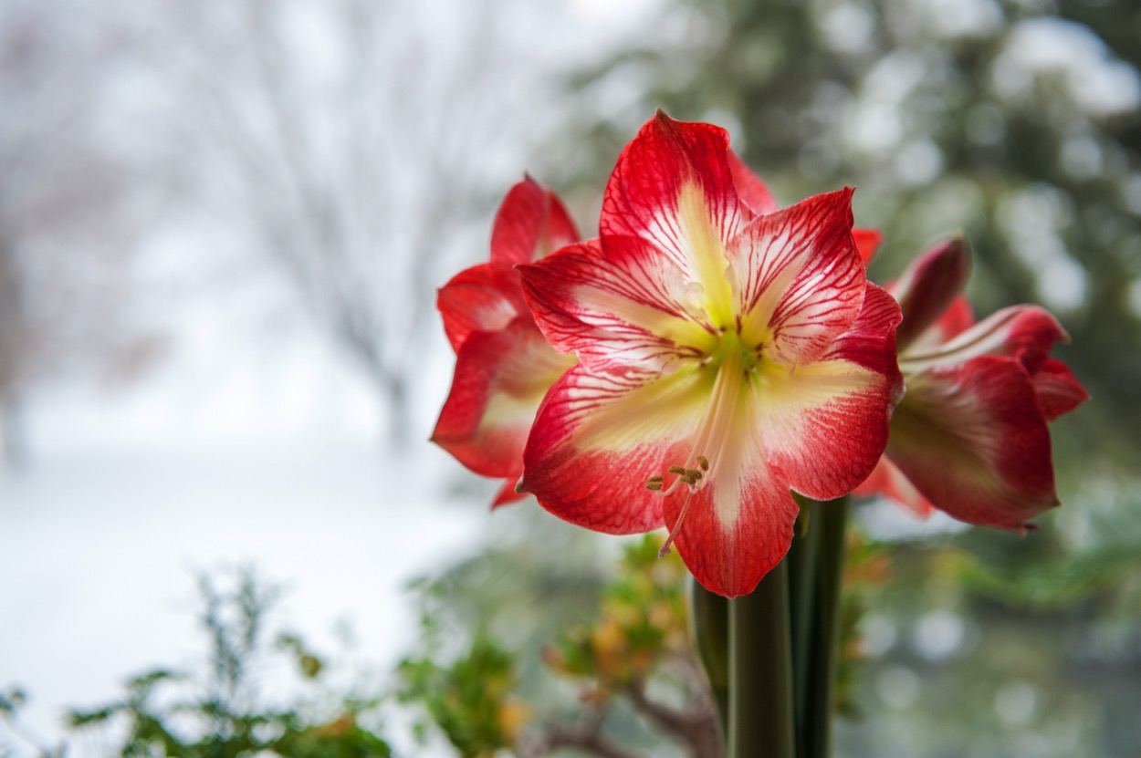 Piante da regalare a Natale: 5 idee per gli amanti dei fiori