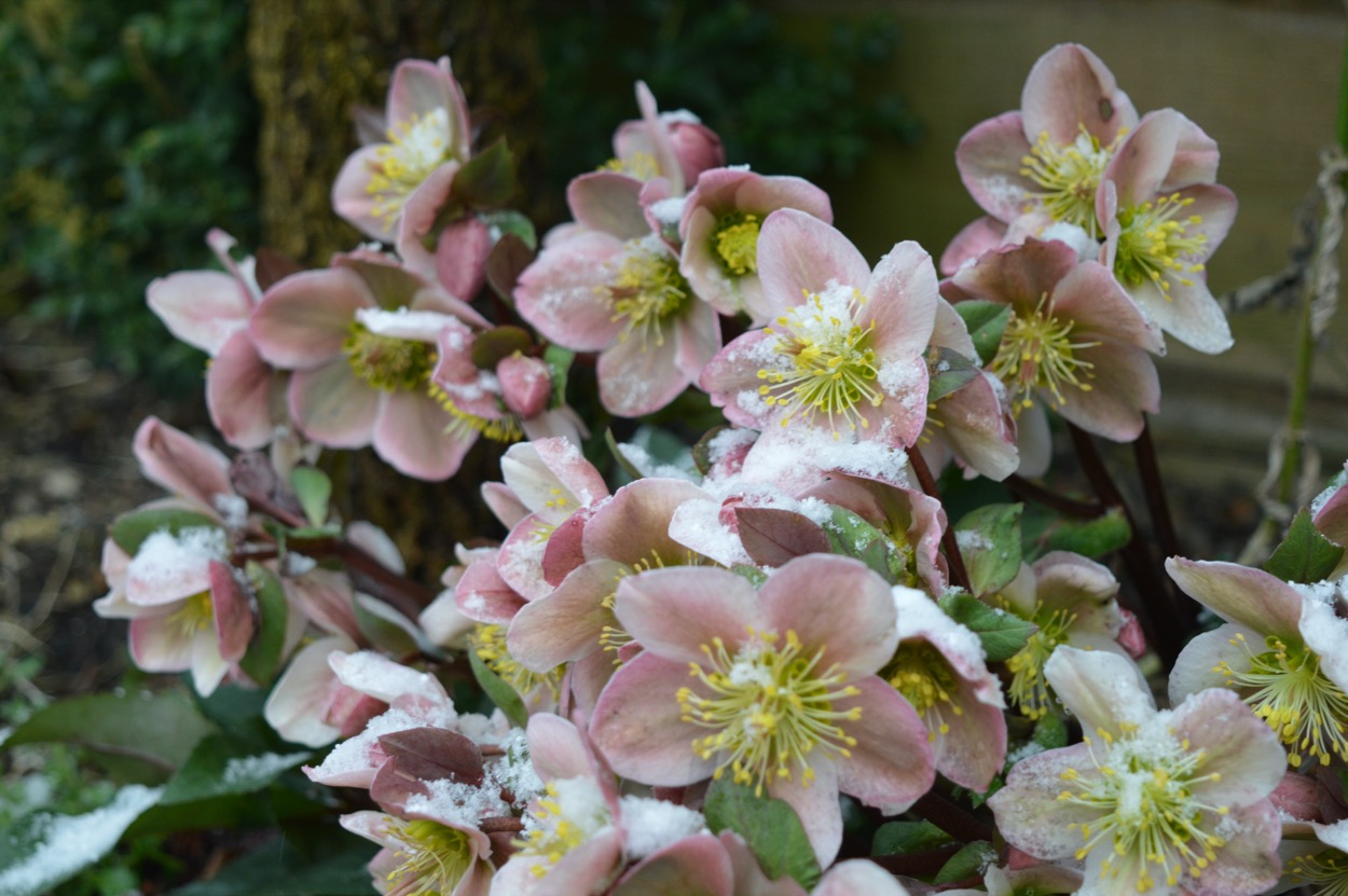 Piante invernali che resistono al freddo: 5 arbusti per un giardino bellissimo