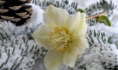 Rosa di Natale