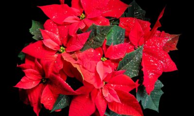 Stella di Natale fiori natalizi