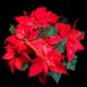 Stella di Natale fiori natalizi