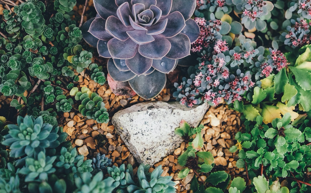 Arredare il giardino con le piante grasse: esemplari migliori e cure