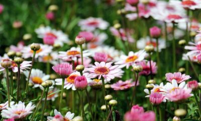Fiori primaverili coltivazione