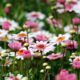 Fiori primaverili coltivazione