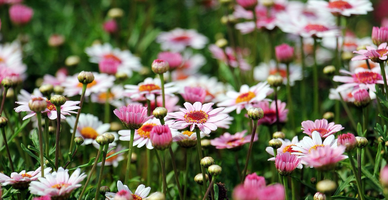 Fiori primaverili da giardino o da balcone: quali coltivare