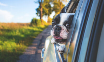 Accessori auto per animali