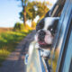 Accessori auto per animali