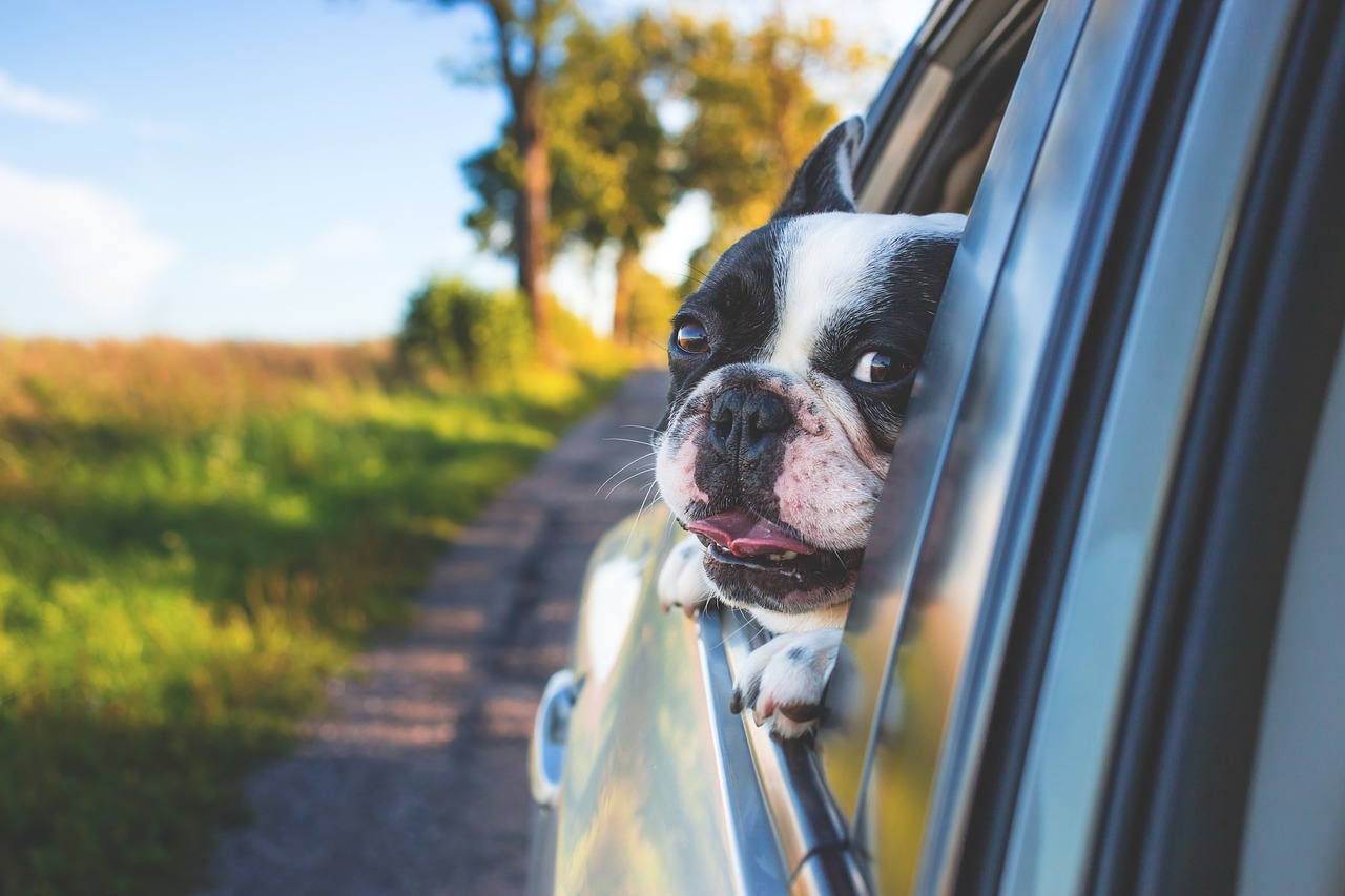 Accessori auto per animali, cosa serve per viaggi lunghi