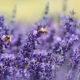 Fiori attira api