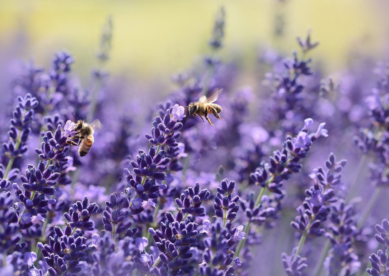 Fiori che attirano le api: i 10 esemplari da coltivare in vaso o giardino