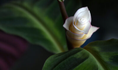 Prendersi cura Calathea