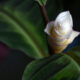 Prendersi cura Calathea