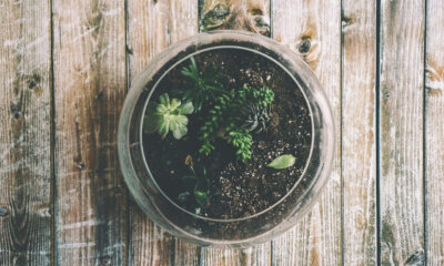 Come costruire un terrario con i bambini (nella Giornata della Terra)