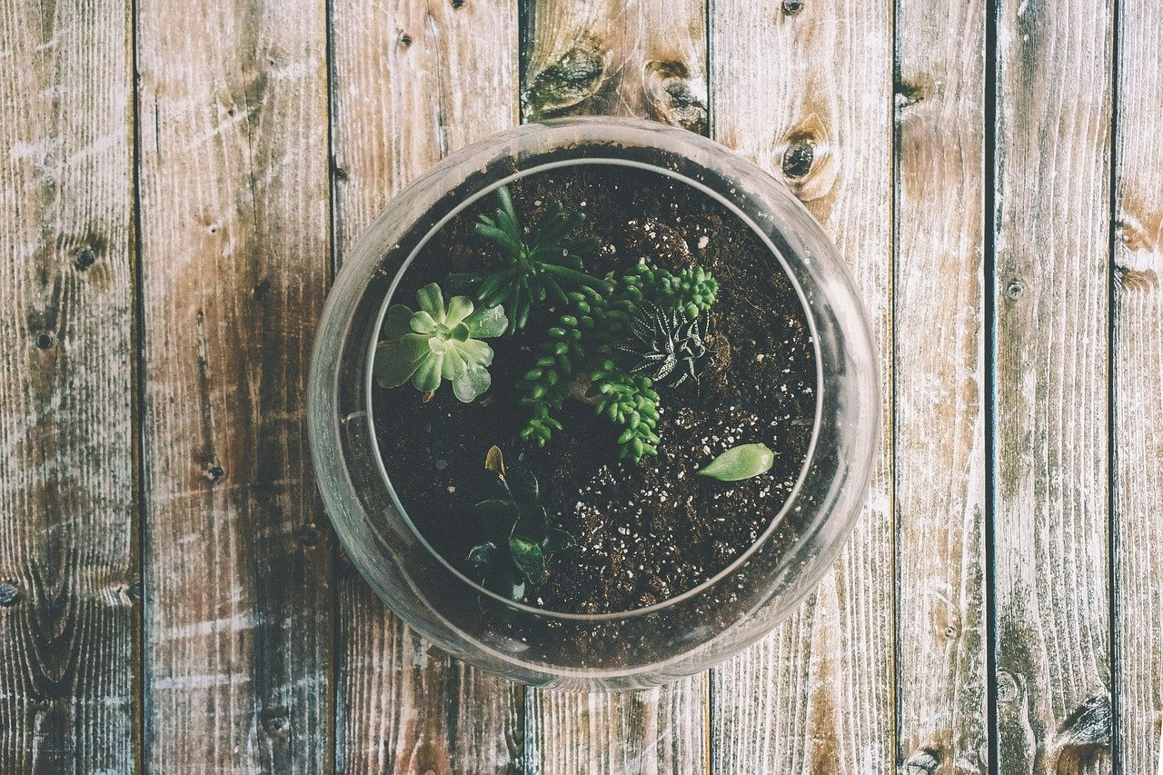 Come costruire un terrario con i bambini (nella Giornata della Terra)