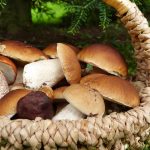 Uovo croccante con funghi, funghi e funghi dello chef Alfredo Russo