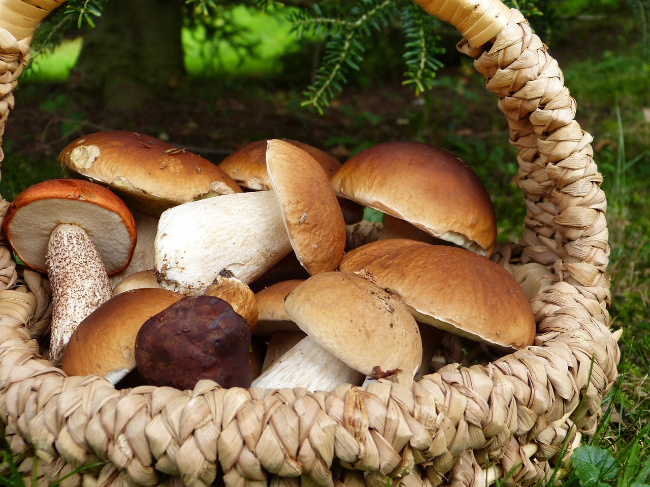 Uovo croccante con funghi, funghi e funghi dello chef Alfredo Russo