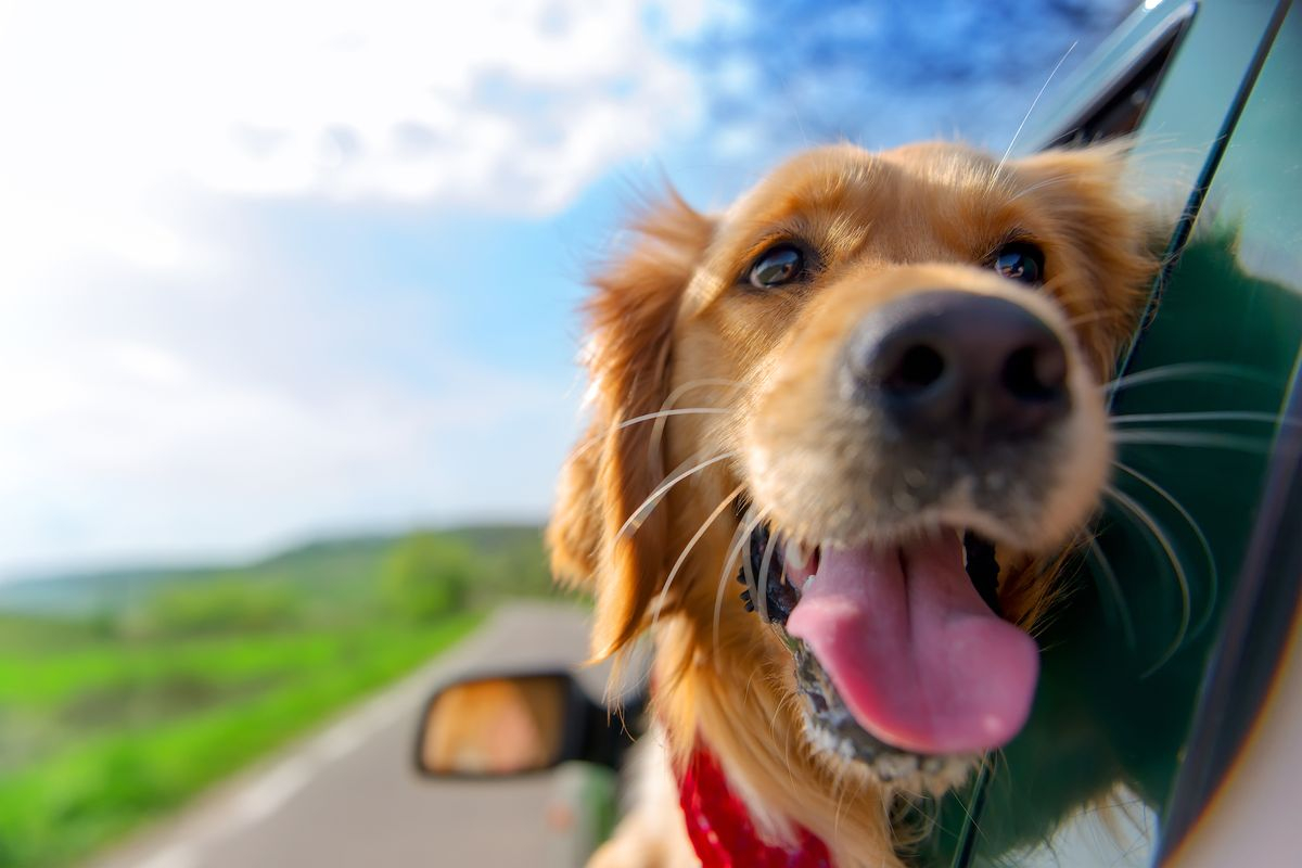 Cane lasciato in auto: come comportarsi e a chi rivolgersi
