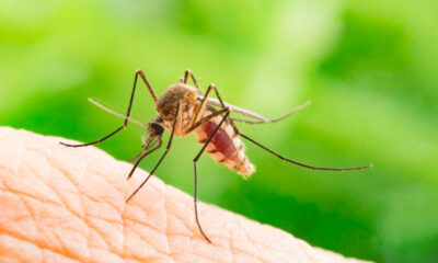 virus West Nile
