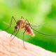 virus West Nile