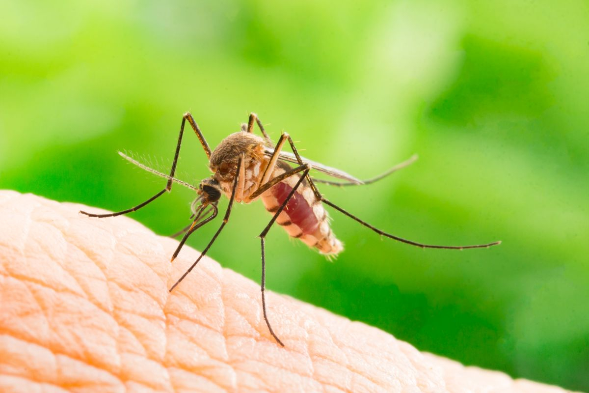 Virus West Nile, cosa è e come si trasmette